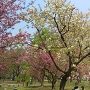 三の丸ピクニック広場のウコン桜