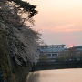 夕陽と桜と堀