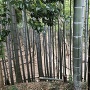 竹の向こう側に空堀