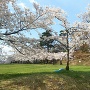 公園側から見る城跡入口と満開の桜