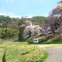 蓮華寺駐車場（36.187147,138.008685）と、駐車場に咲くしだれ桜