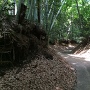 登城途中の竹林