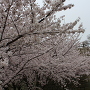 桜と天守