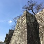 桜門の石垣
