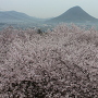 天守から眺めた桜畳と讃岐富士