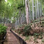 登城途中の竹林