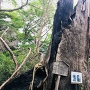 津久井城ご神木の大杉