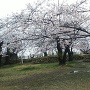 雨上がりの本丸跡に咲く桜と天守台跡