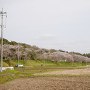 桜咲く城南堤