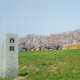 西館跡に咲く満開の桜