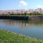満開の桜と水堀