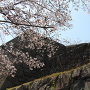 桜と本丸石垣