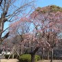 西の丸庭園前の櫻