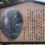 五明稲荷神社のイチョウの木の案内板