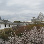 百閒廊下から天守と桜