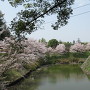 石垣と内堀と桜