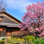 蜂須賀桜の母樹と原田家住宅