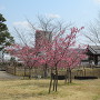 二の丸跡の桜と四足門