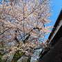桜と多聞櫓