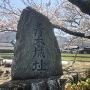 桜と石碑（正面から）
