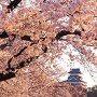 夕桜と犬山城