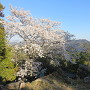 本丸跡の桜と山並み
