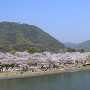 春の錦川と岩国城