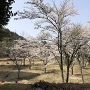 御殿場跡の桜が満開