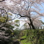本丸石垣に咲く満開の桜