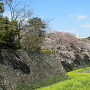 二の丸石垣と空堀と桜と菜の花