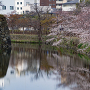 姫路城　内堀（西側）と桜