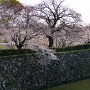 姫路城　内船場蔵南石垣と桜