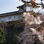 姫路城　今日の主役は城じゃなく桜