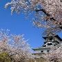 犬山城の桜 2019