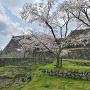 石垣(桜の季節2019)