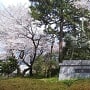 桜の古城公園は、凄いステキですv(・∀・*)