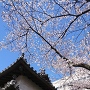 乾櫓と桜