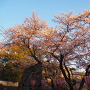 朝日を浴びて◆鉄御門に咲く桜