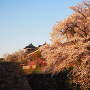 朝日を浴びて◆満開桜と追手東隅櫓