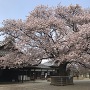 弘道館正庁前の「左近の桜」