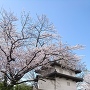 乾櫓と桜part2