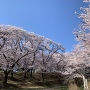 土塁の上の満開の桜