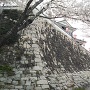 茶臼山城桜祭り