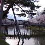 桜と極楽橋
