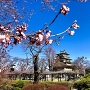三分咲きの桜と高島城
