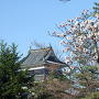 春を迎える松本城