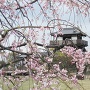 模擬天守と枝垂桜