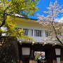 桜と本丸御門