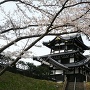 御三階櫓と満開の桜（観桜会2019）