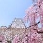 上山里より桜と共に見上げる白鷺城